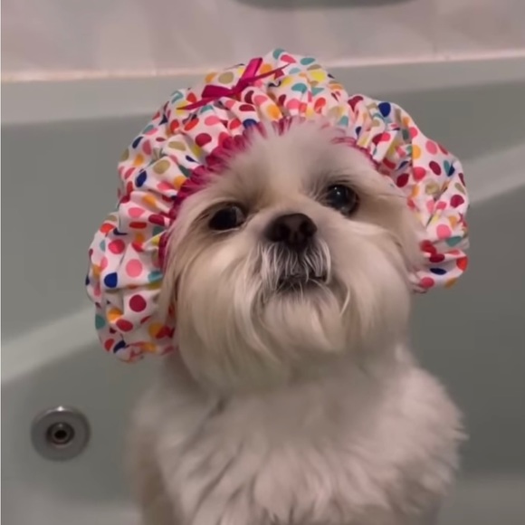 Meet your Posher, Brittney - Picture 2 of 5